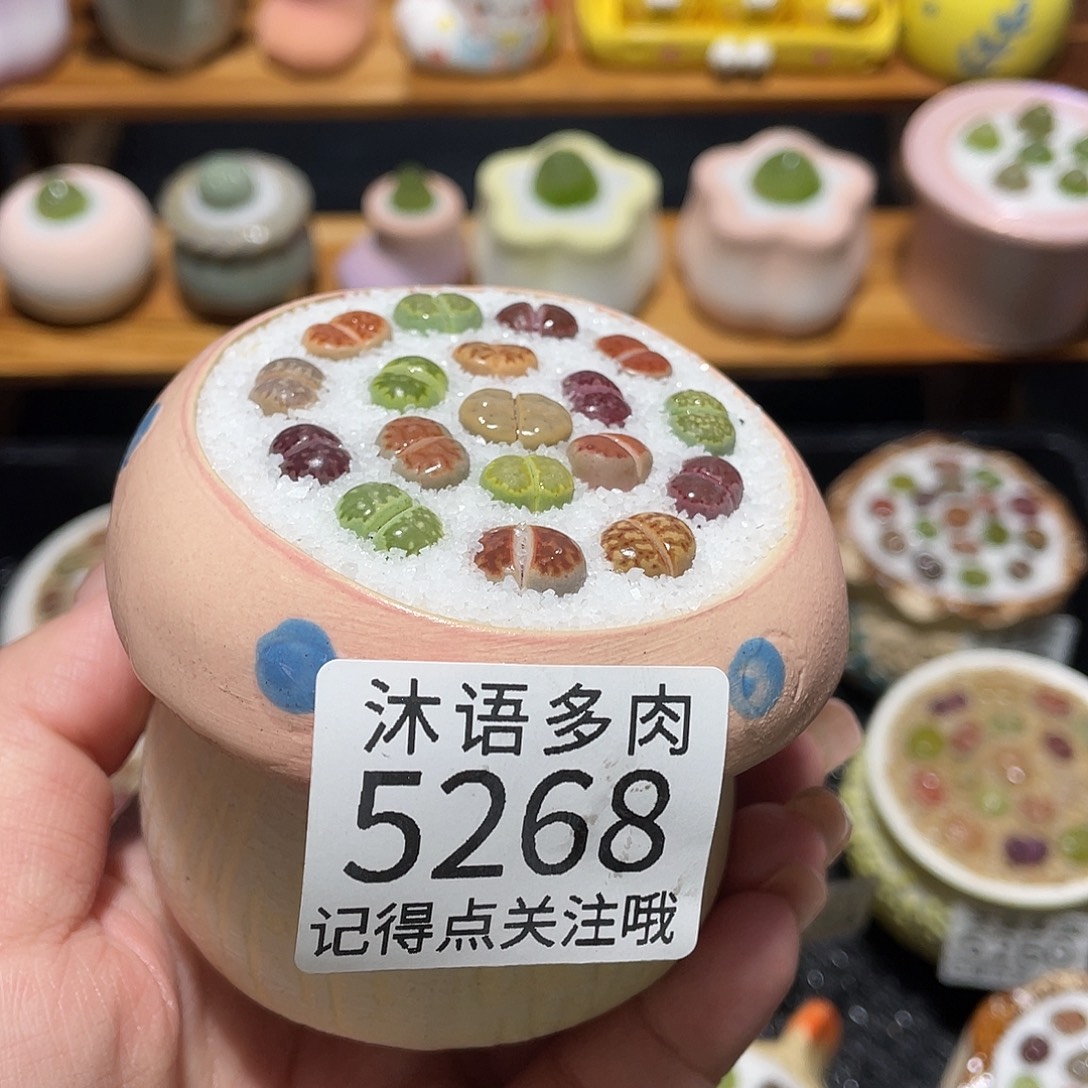 带盆土植物 一物一拍5268