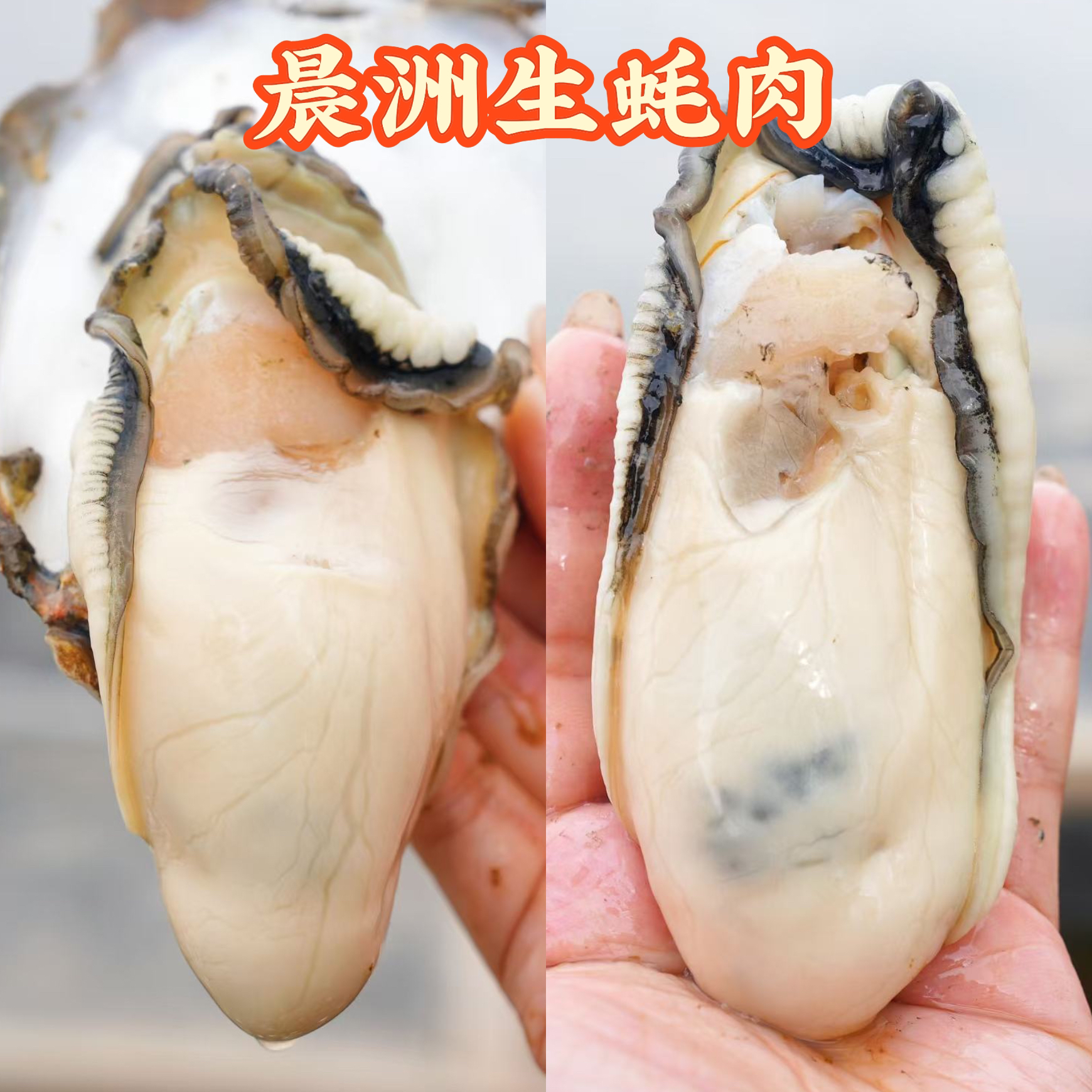 晨洲生蚝带水蚝肉1斤-5斤（不带壳）