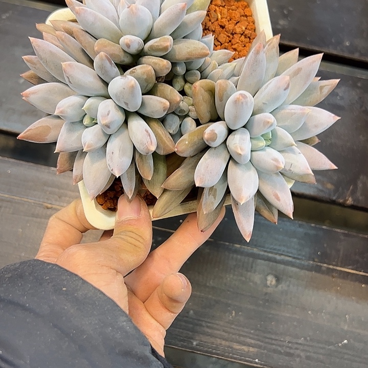 彩体一颗肉肉看看看