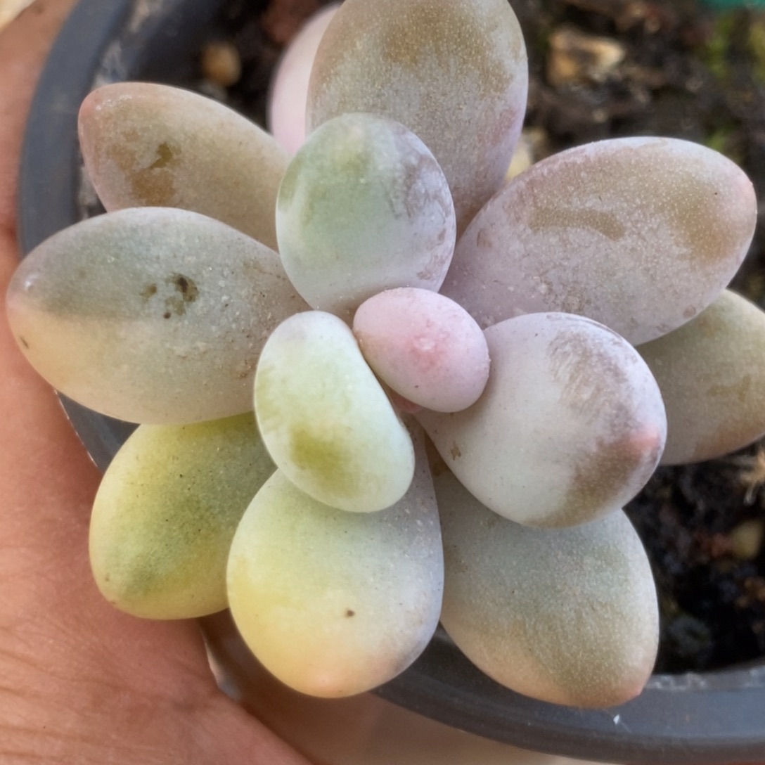 169西瓜奶锦锦锦锦锦锦