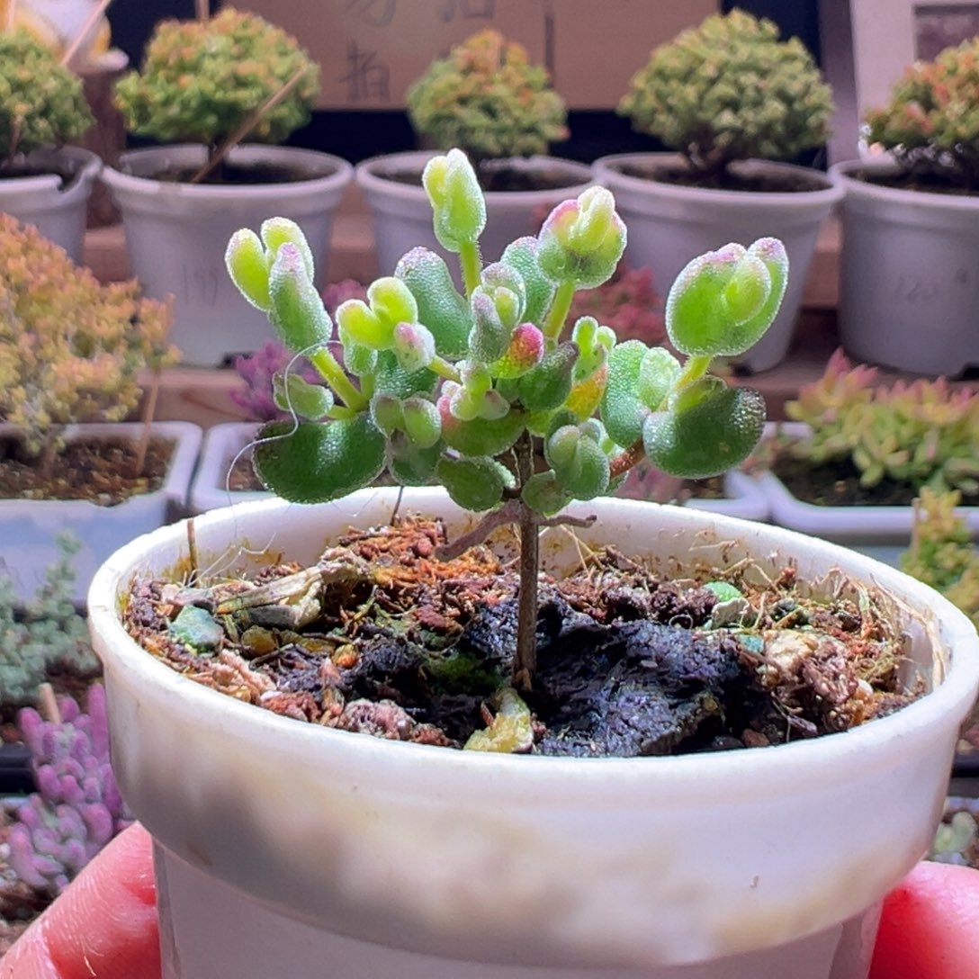 185月曲一物一拍包开箱