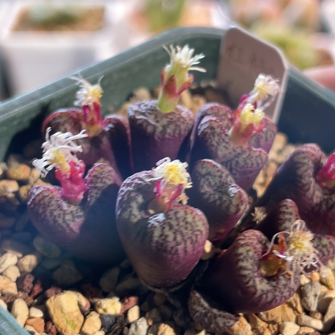 红椒安贞植物一物一拍