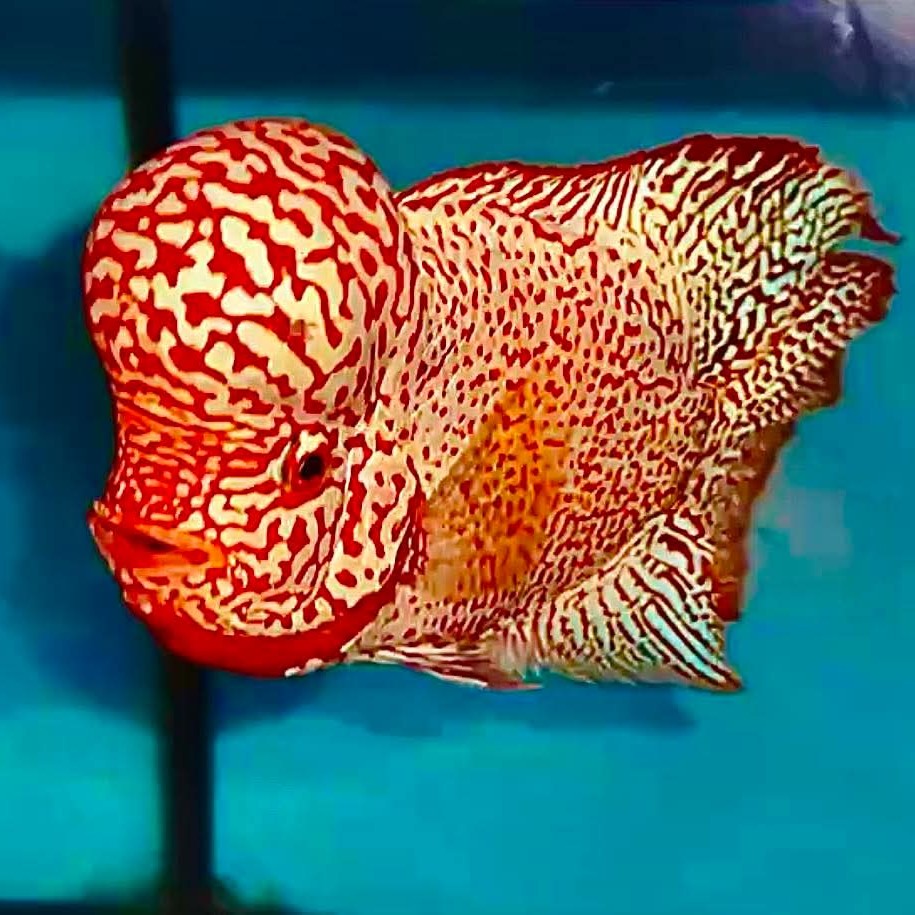 泰国罗汉鱼金花罗汉鱼