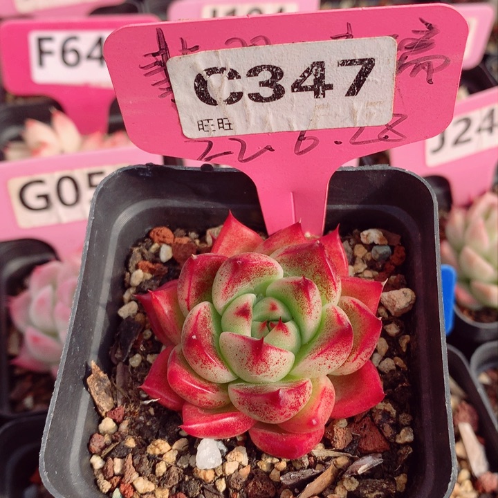 福利款多肉植物5cm