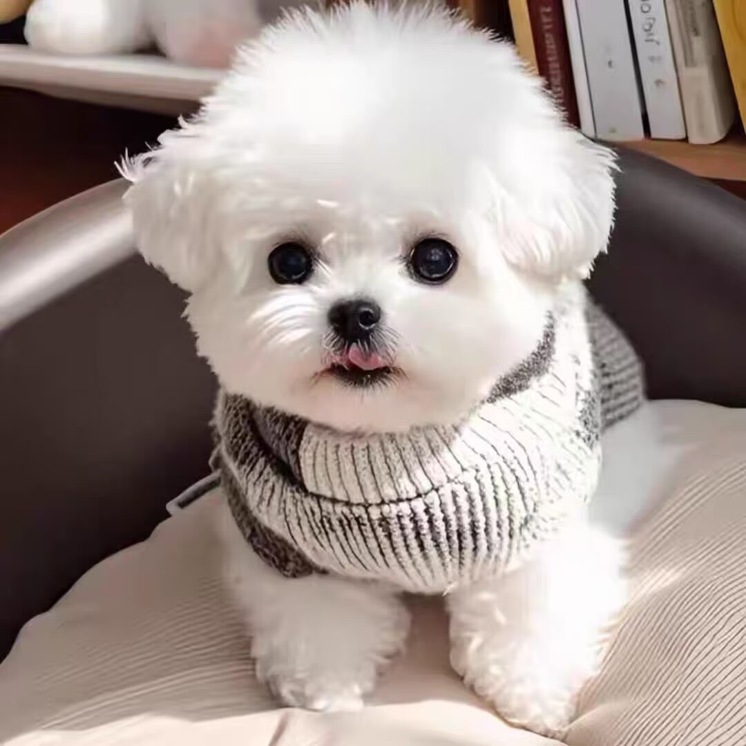 【自选小型犬】泰迪比熊博美衣服