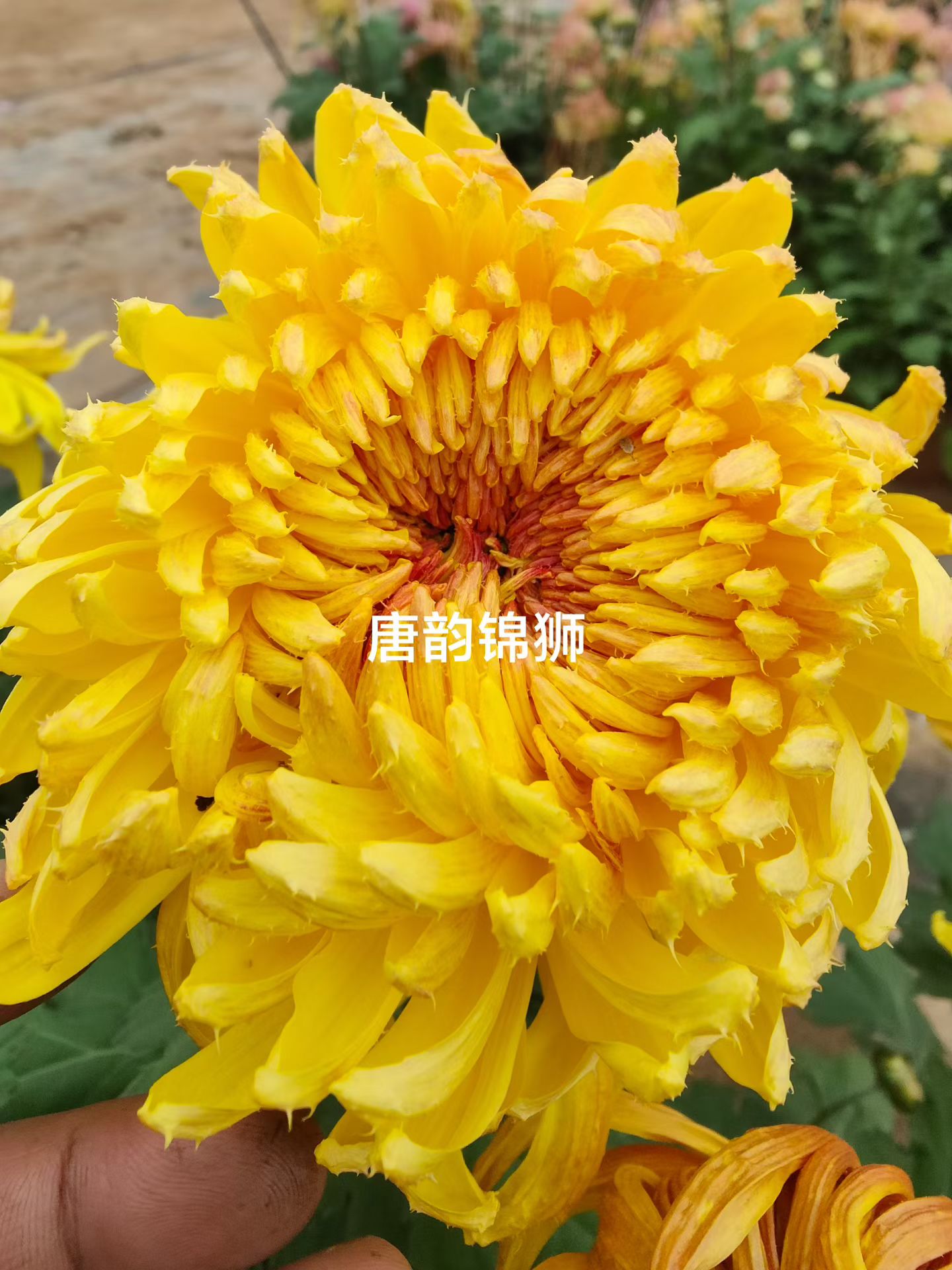 唐韵锦狮   菊花苗带花苞可室内外盆栽好养护花卉植物