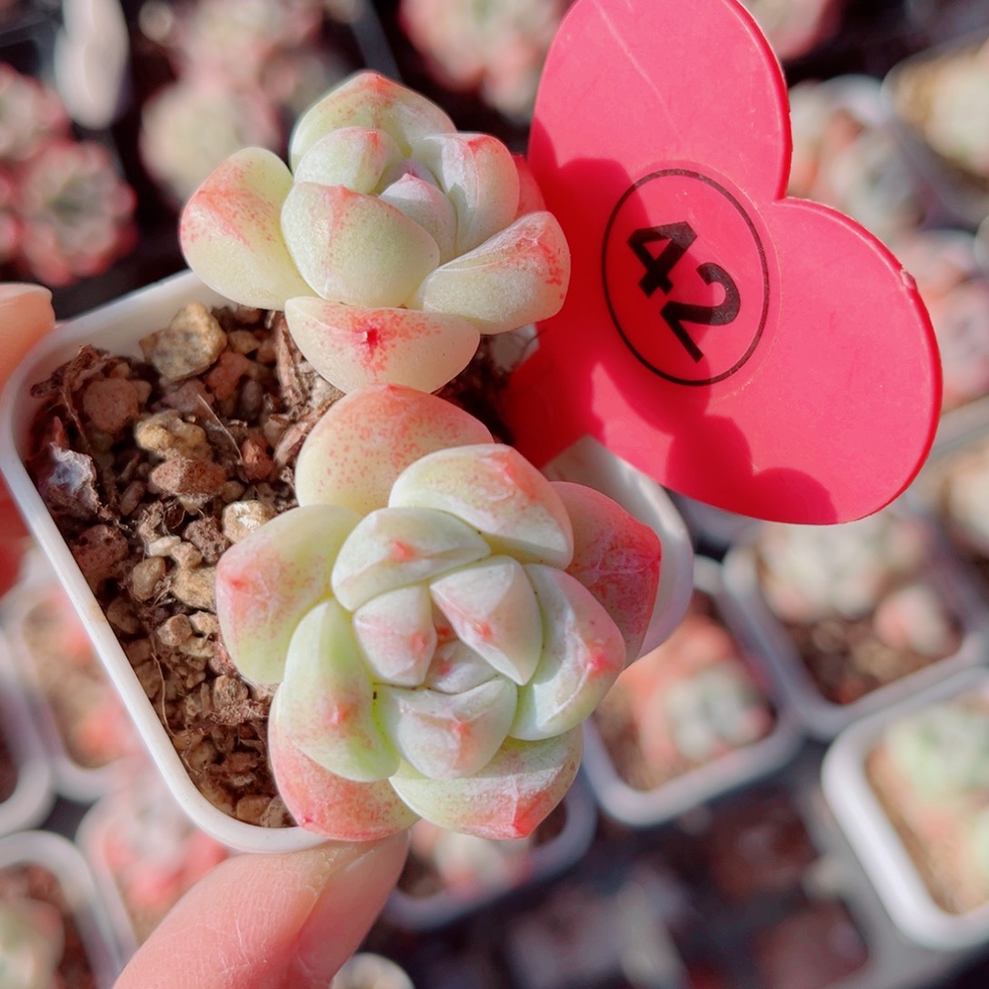 42号小老桩冰玉双头