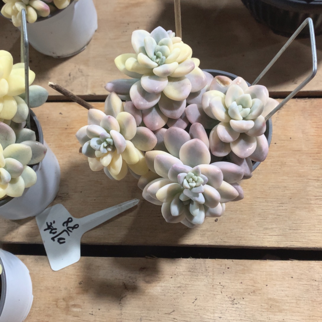 多肉植物洛神锦多肉