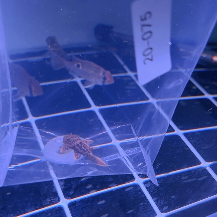 热带鱼不分公母20-075L024一条尺寸5-6