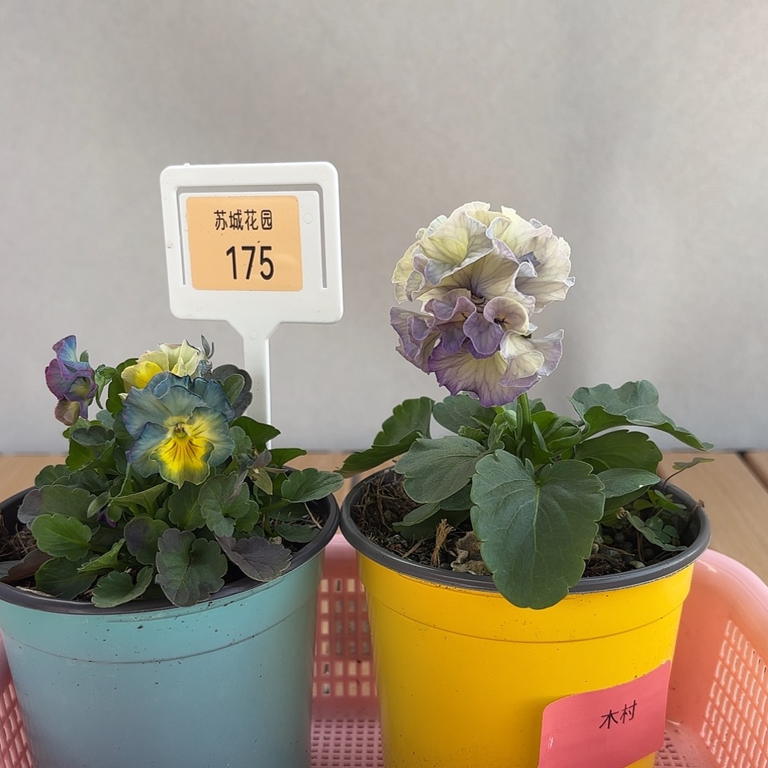 大部分开放少量花苞175