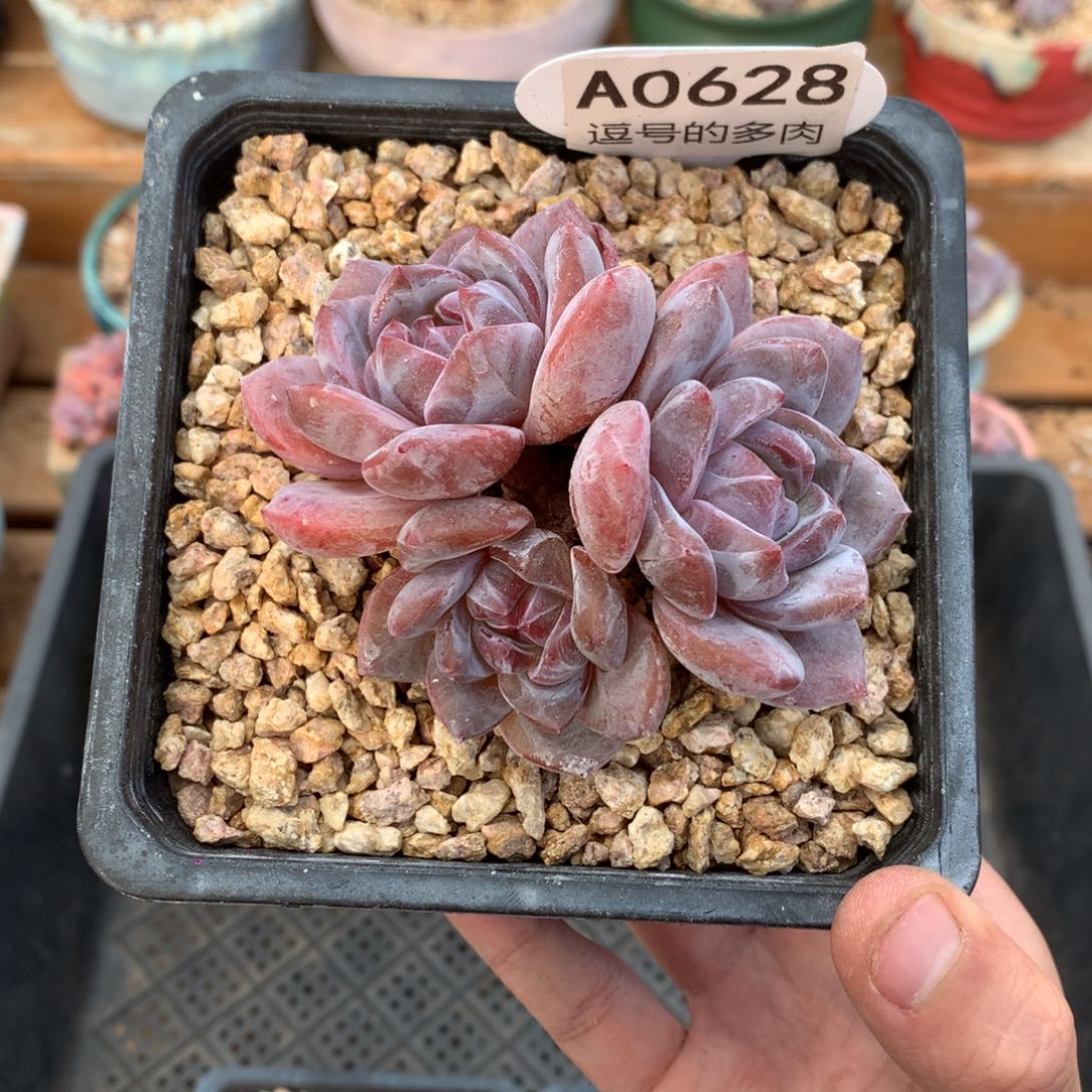 小***朱A0628 星影小长腿 无砍 9cm