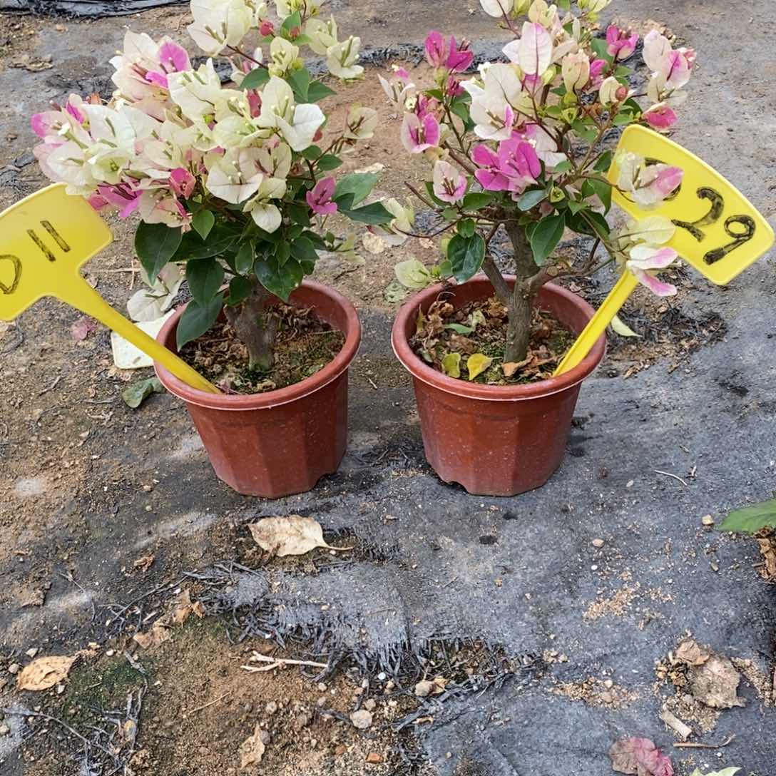 彩***，无花朵红樱D11 红樱D29