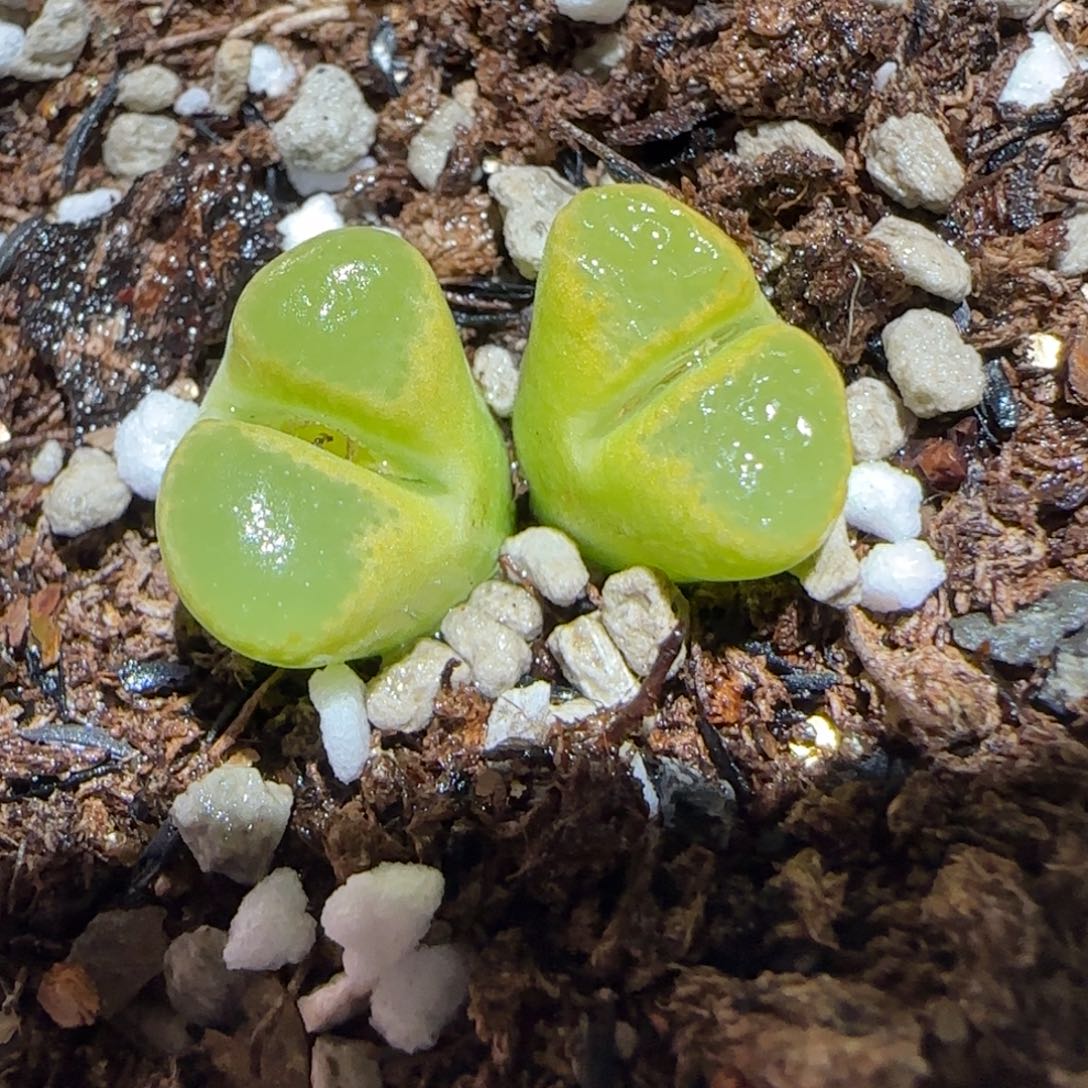 肉锥多肉植物百科6-碧眼磁铁666