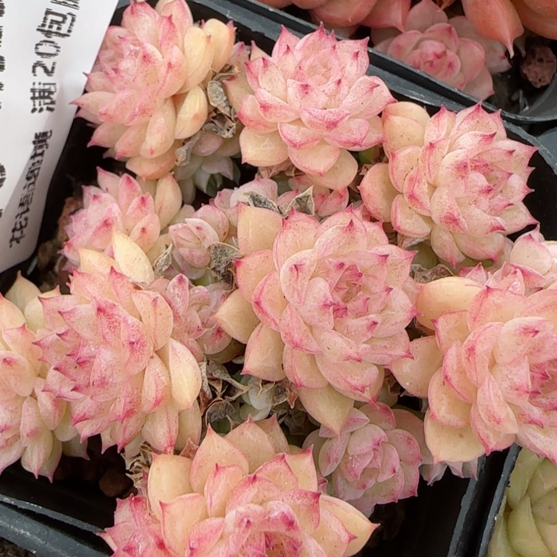 花语逸镜0129-176