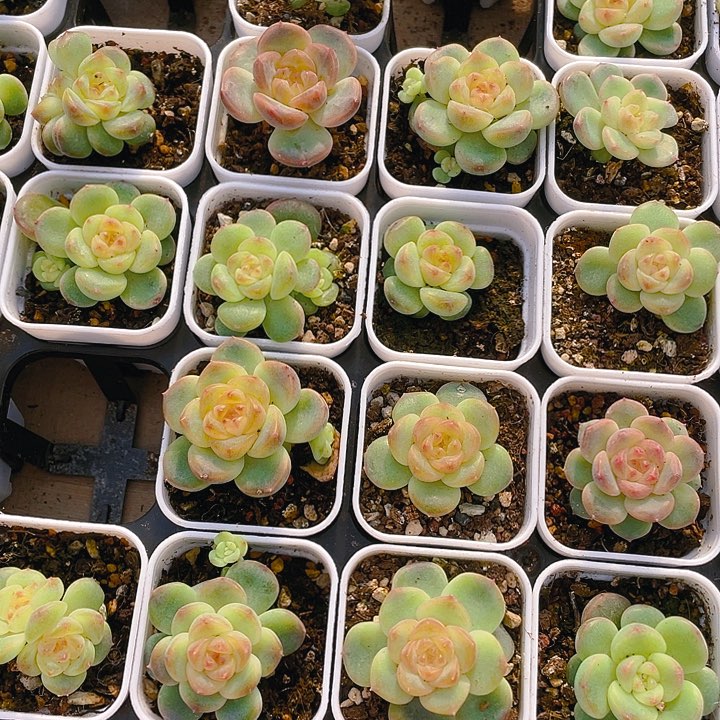 飘枝甜心甜心状态盆一个满25包