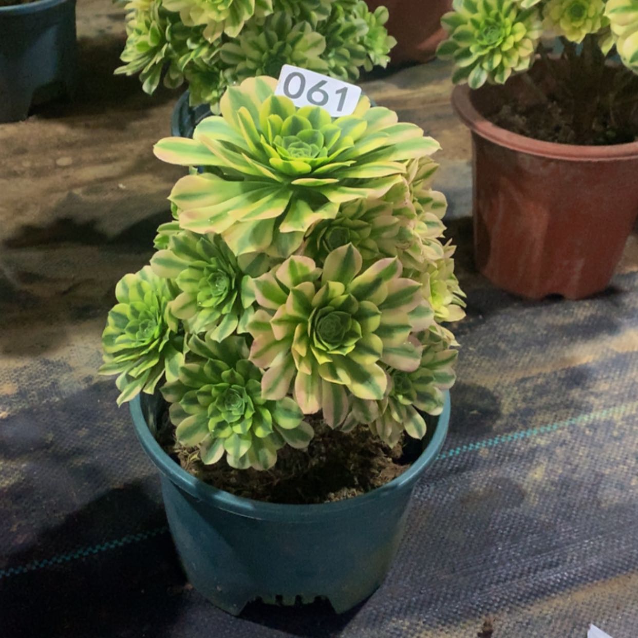 【闪购商品】61金丝