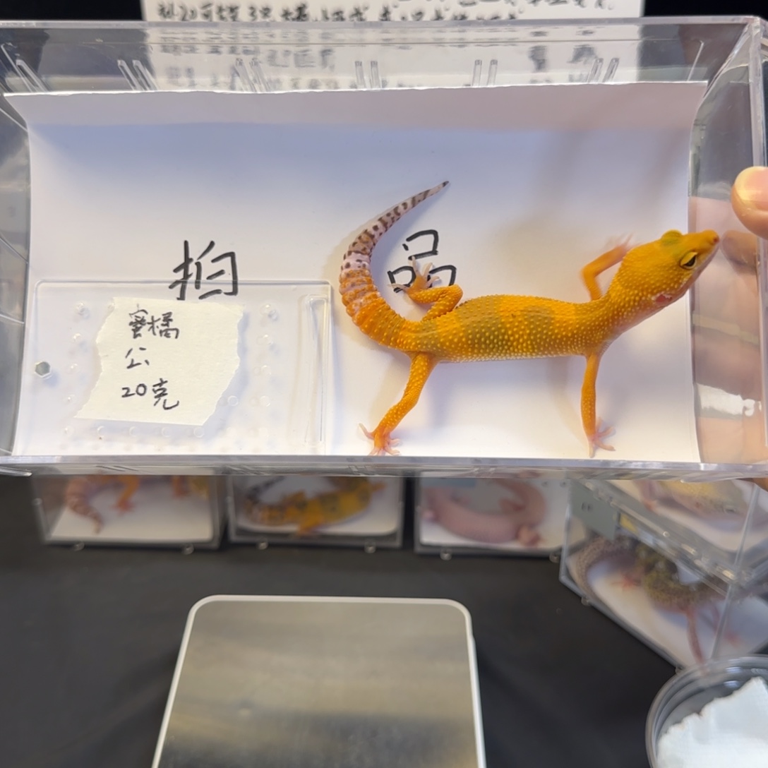 豹纹守宫88888888