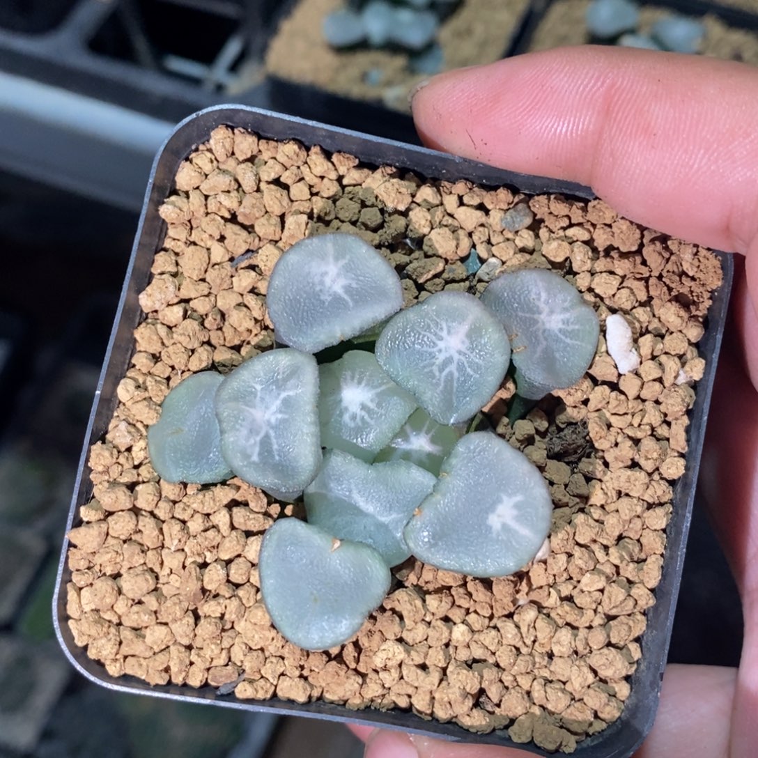 用***62942  十二卷万象一颗。  福利