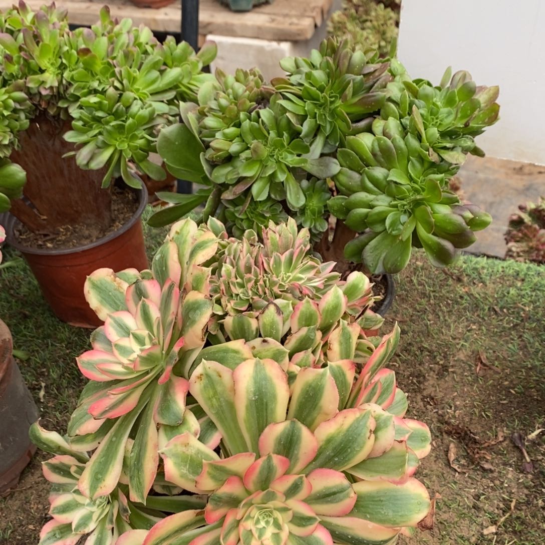 粉女巫➕柠檬1颗多肉