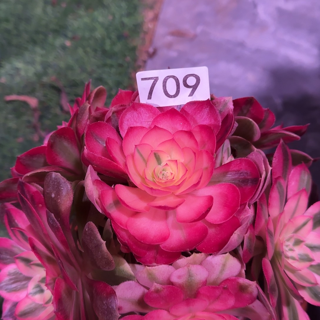 多肉植物法师荔枝709