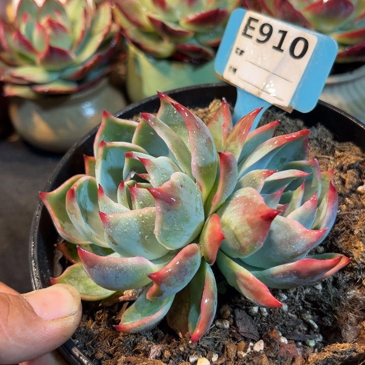 惊鸿一瞥多肉植物910