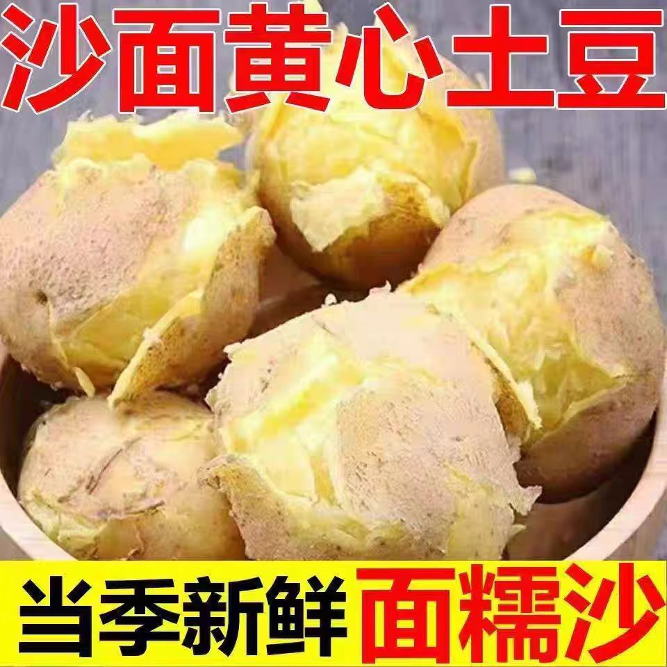 2025土豆沙面黄心土豆新鲜现挖土豆洋芋蔬菜黄心土豆产地直发（pg)