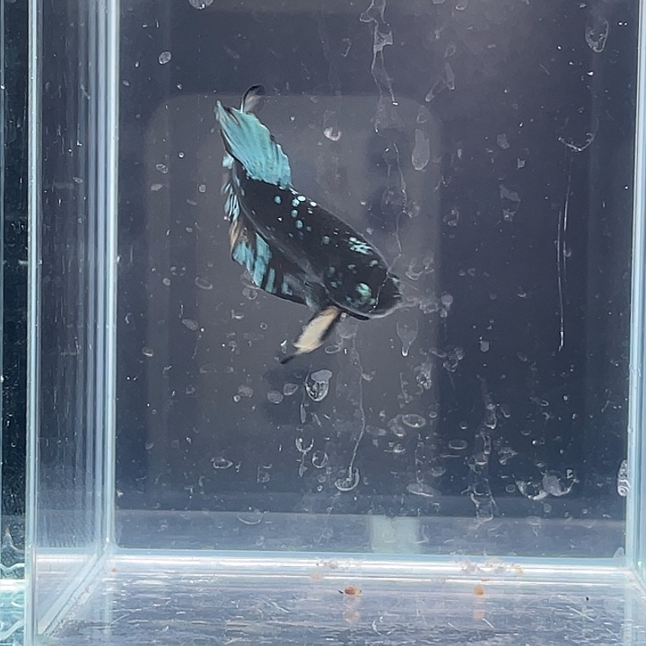 斗鱼活体不退不换谢谢