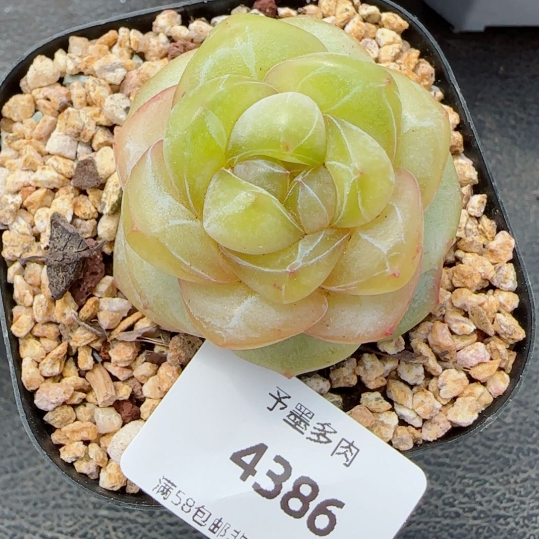 月白珍妮，4386多肉