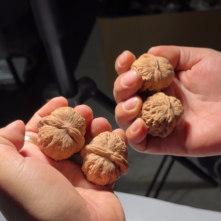 把件文玩核桃1048号40-42全品元宝