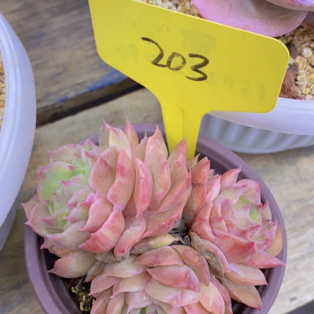 快乐至上，开心无价，一物一拍