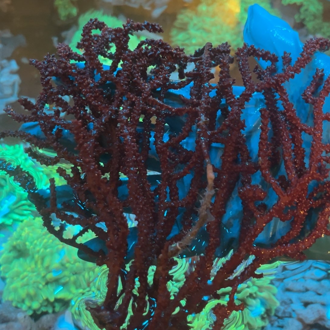 鱼***家纽扣珊瑚海树11111
