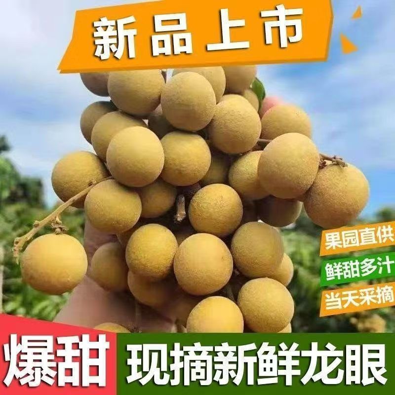 广东高山老树石硖龙眼新鲜现摘现发清甜多汁肉厚饱满当季水果