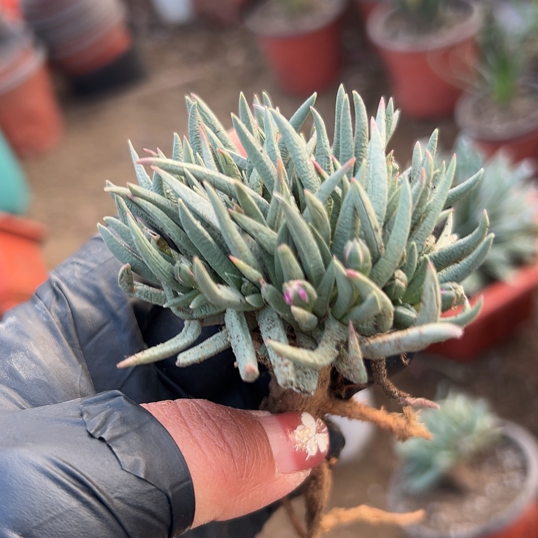 多肉植物短叶美杜莎