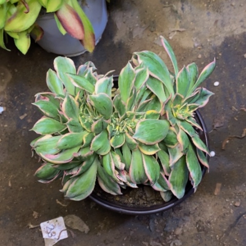 灿烂多肉植物3784