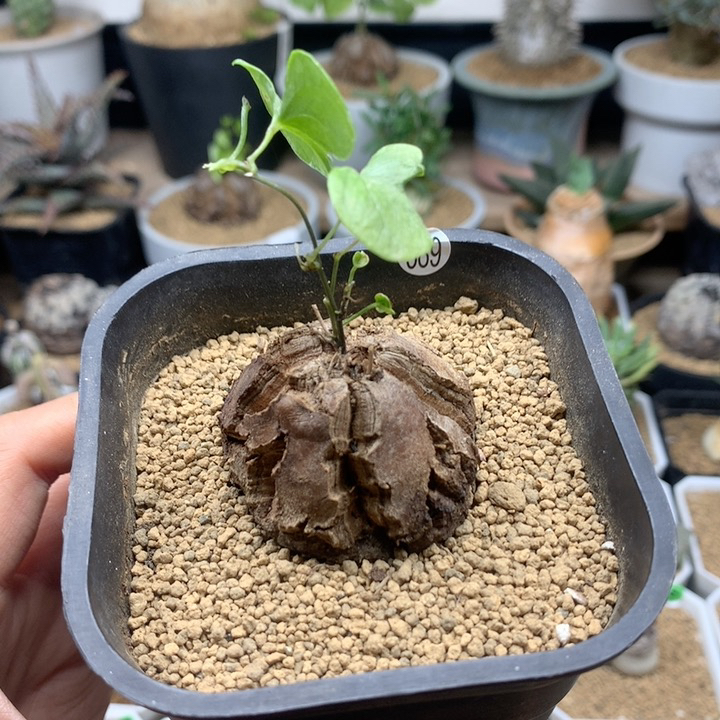 南非龟甲龙带盆4.4cm