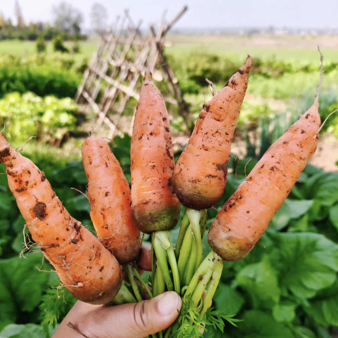 湖北本地胡萝卜3斤包邮应季农家农家菜园种植规模小