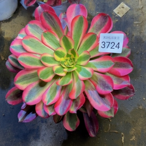 美杜莎多肉植物3724