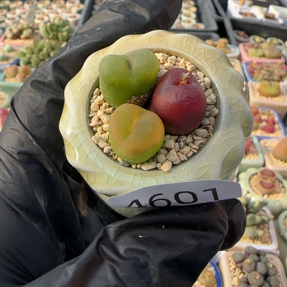 卷***儿4601-一物一拍 带盆