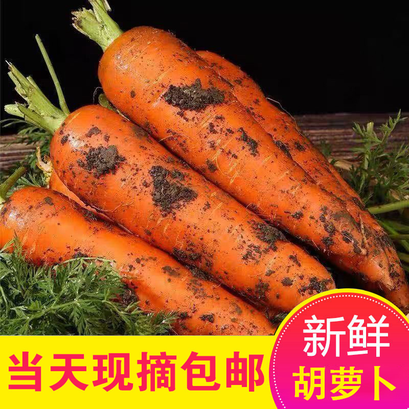 现挖新鲜胡萝卜农家自种带泥当季蔬菜不洗发货