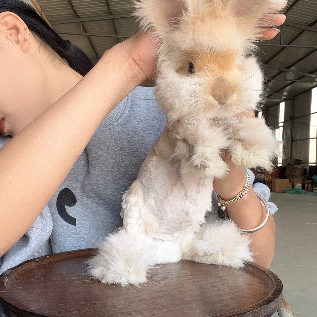 余***你网红安哥拉兔橘色大弟弟199不包售后