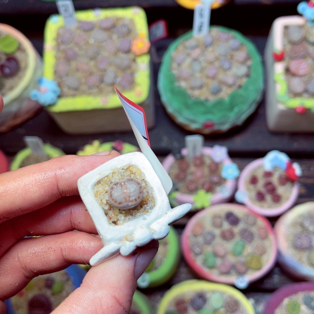 457生石花带盆发1