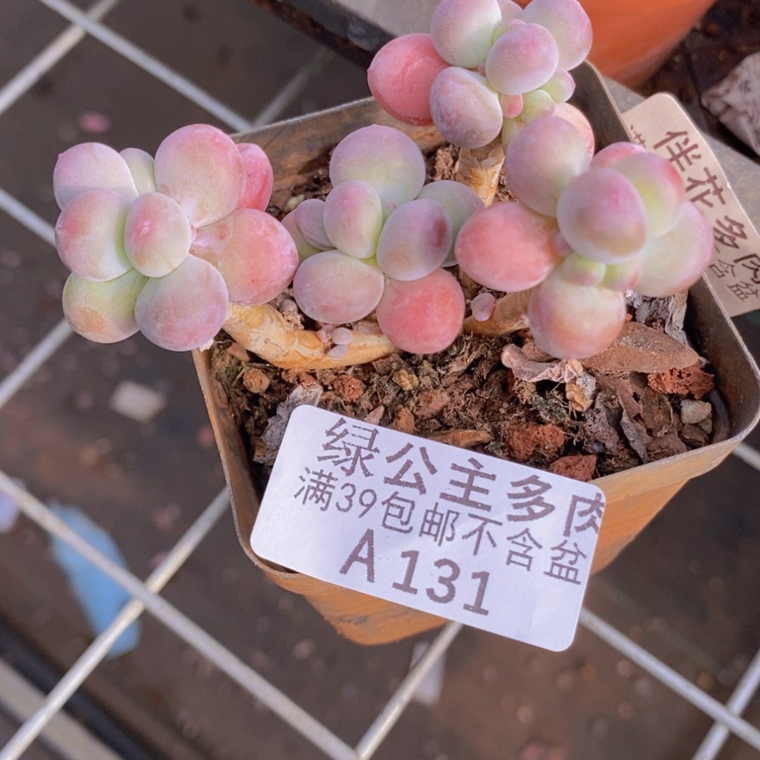 一代苹果奶老桩6cm131多肉植物