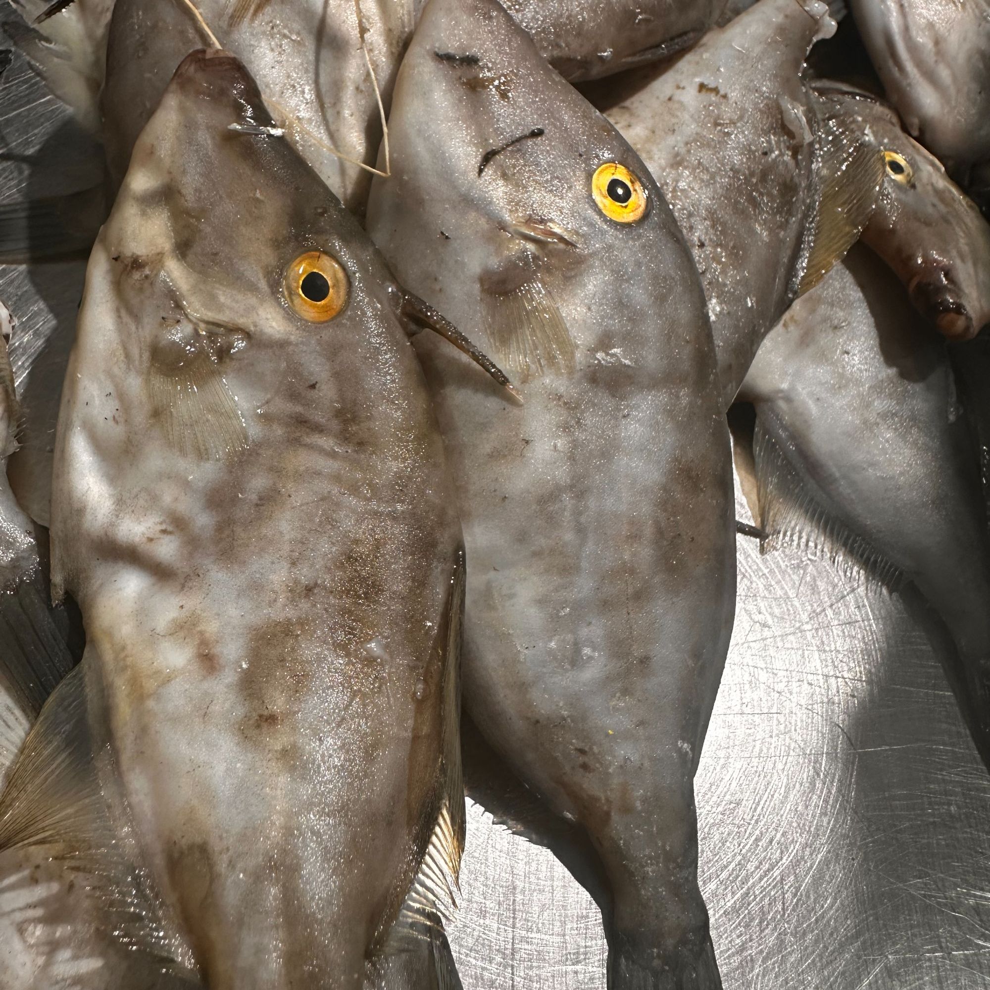 【小号80条左右】大连鲜野生小扒皮鱼耗儿鱼4斤装 嫌小勿拍