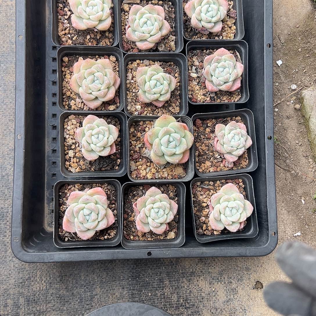 大***。1673，12个单头冰玉脱土