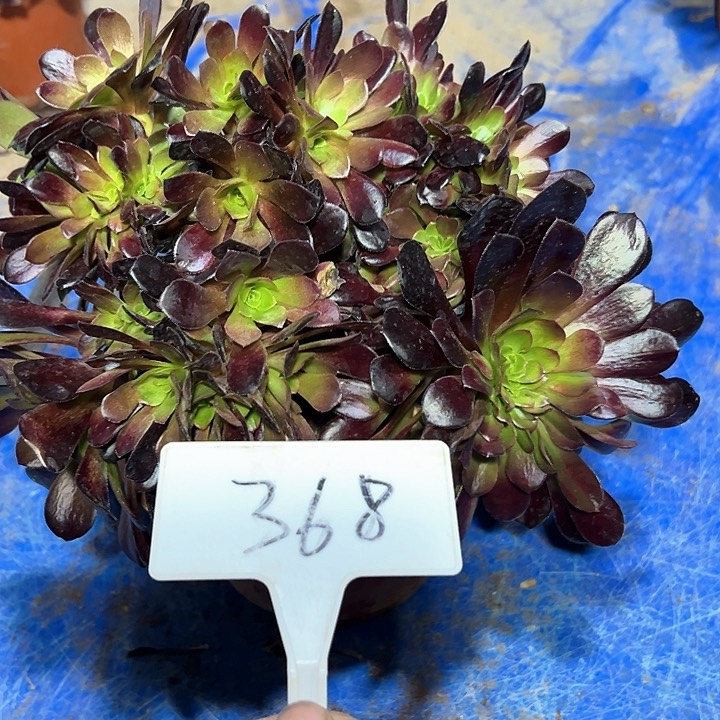 多肉植物欧子缀花