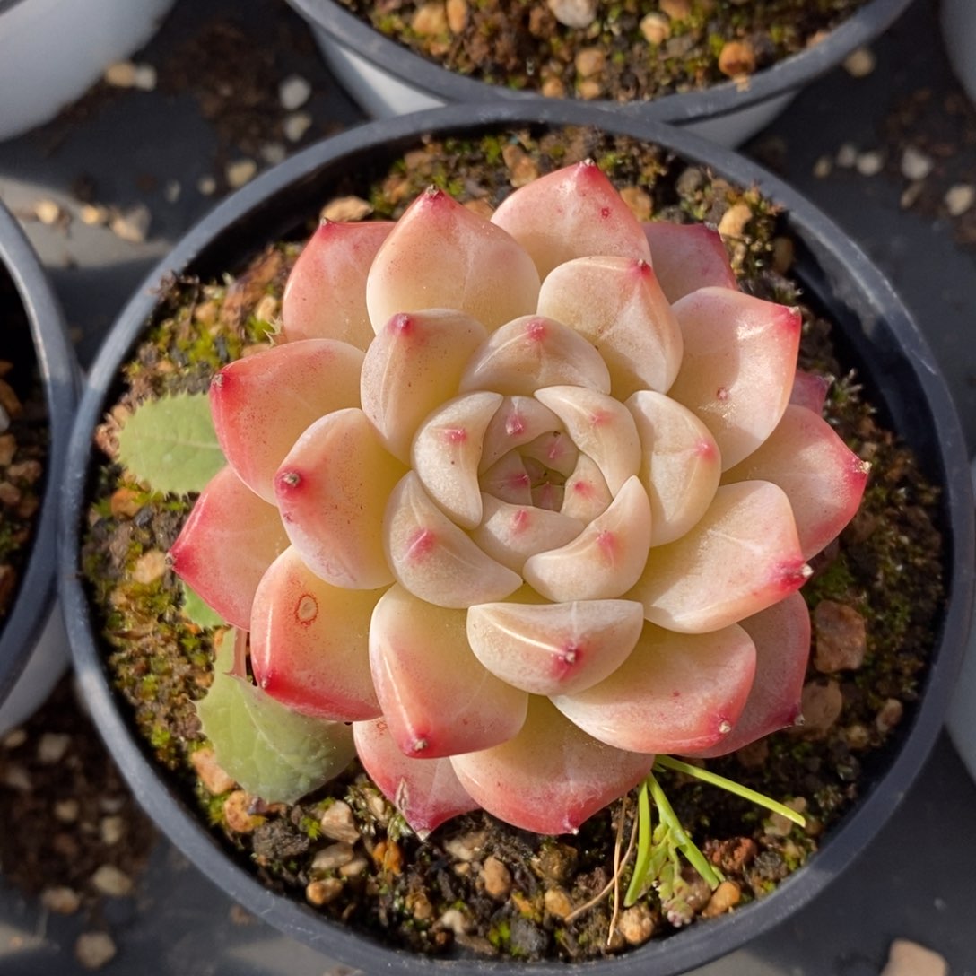 自助下单一物一拍多肉下滑有惊喜