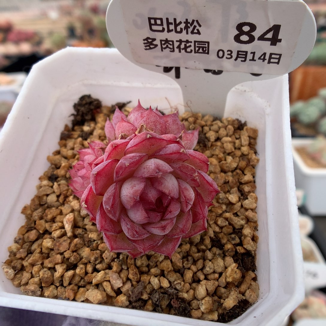 84女王多肉植物福利