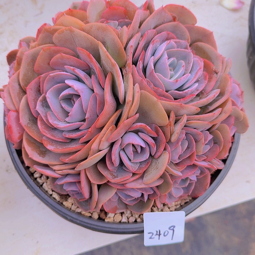 2409尘埃玫瑰多肉植物