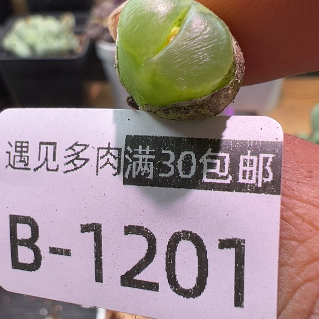 多肉植物1111111111111