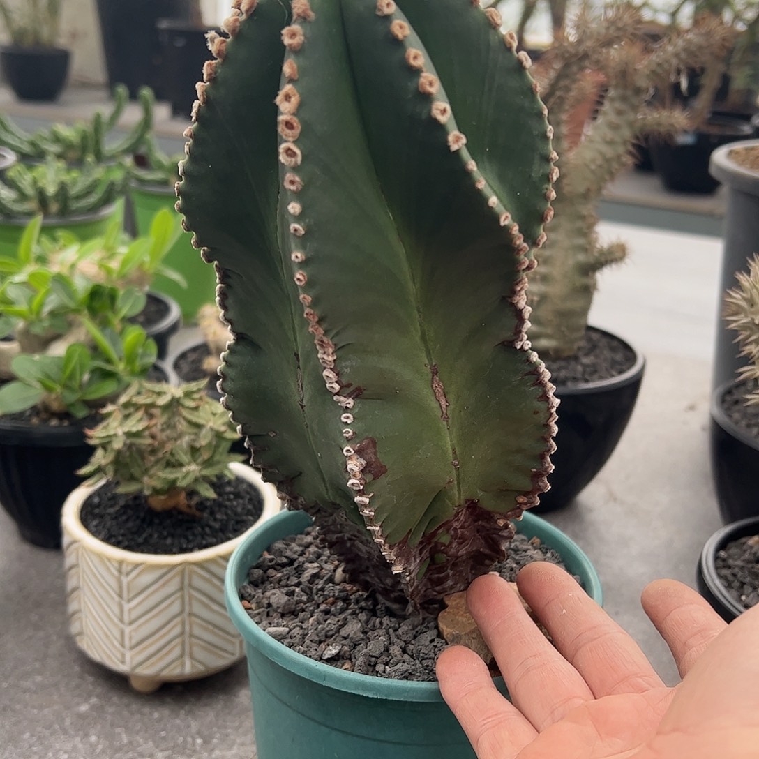 石***美大鸾凤玉666666888888